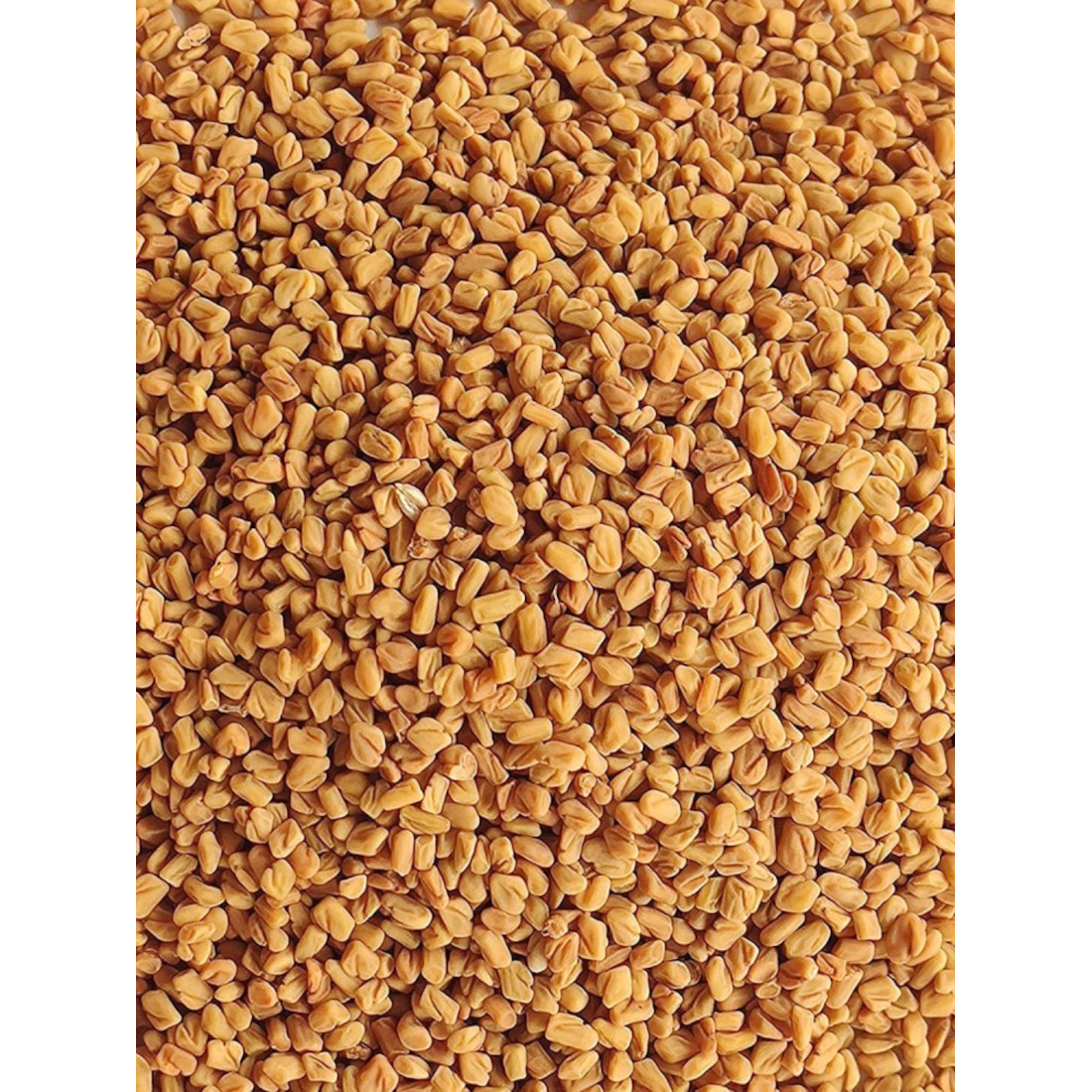 GRAINES DE FENUGREEK DE TRES BONNE QUALITE